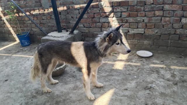 Husky Pair