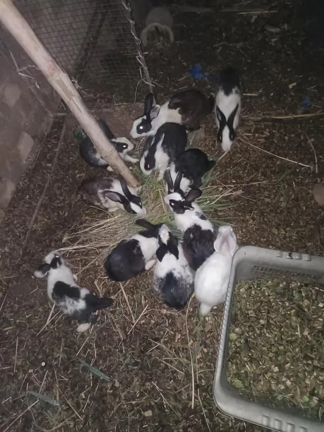 rabbit for sale