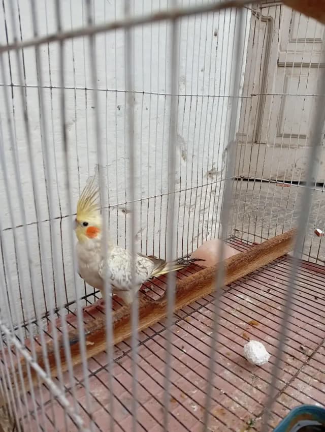 cocktail male with cage for sale