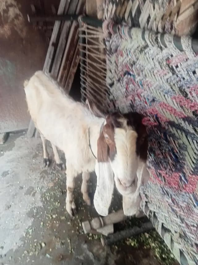 Beetle bakra Female Goats