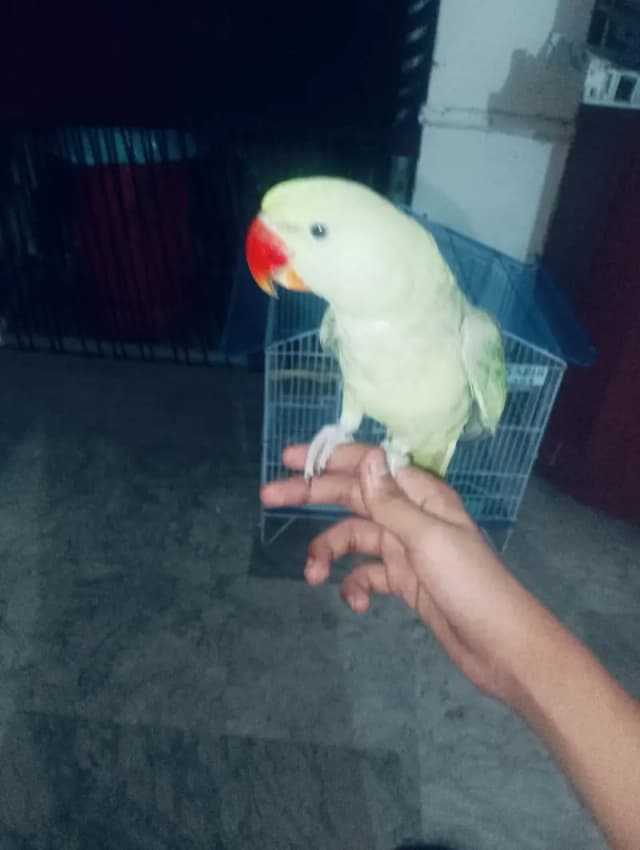 Talking raw parrot,, fully tame zero bite jumbo