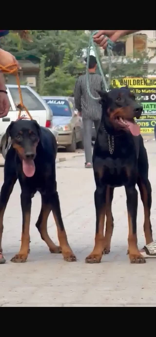 Pure Doberman Pair for Sale | Male 18 Months | Female 14 Months