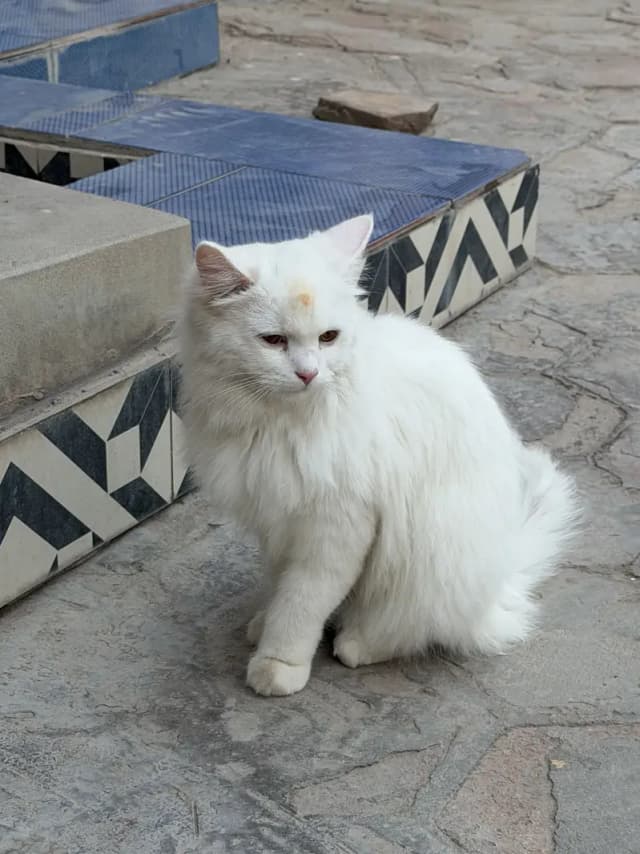 Persian Male Cat | 10 Month| Punch Face| Long Coat*