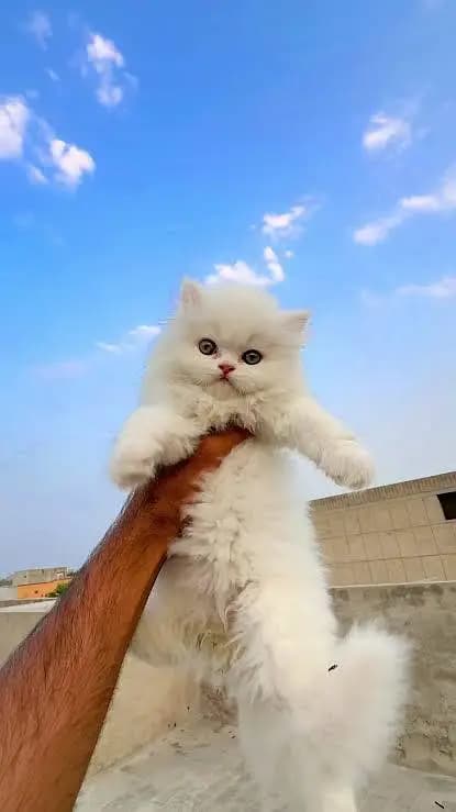 cutest persian kitten available in hyderabad