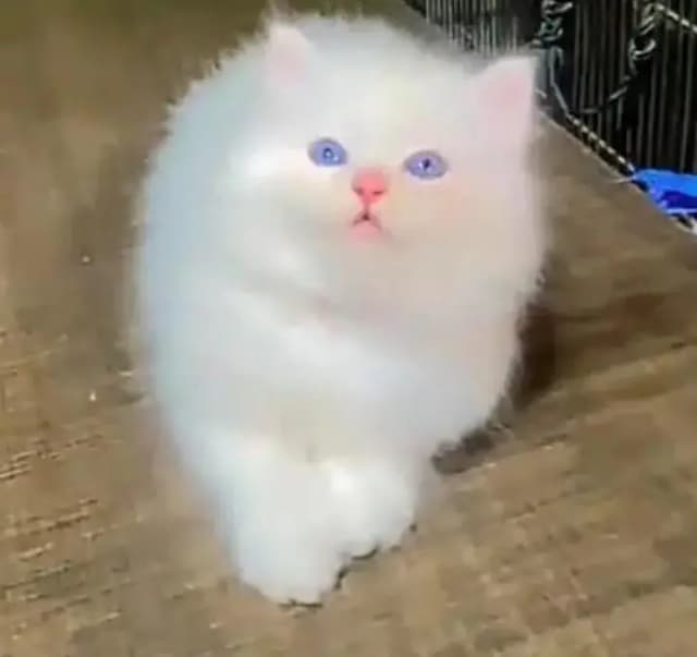 (Persian female kitten) (for sale all) (Pakistan delivery available)