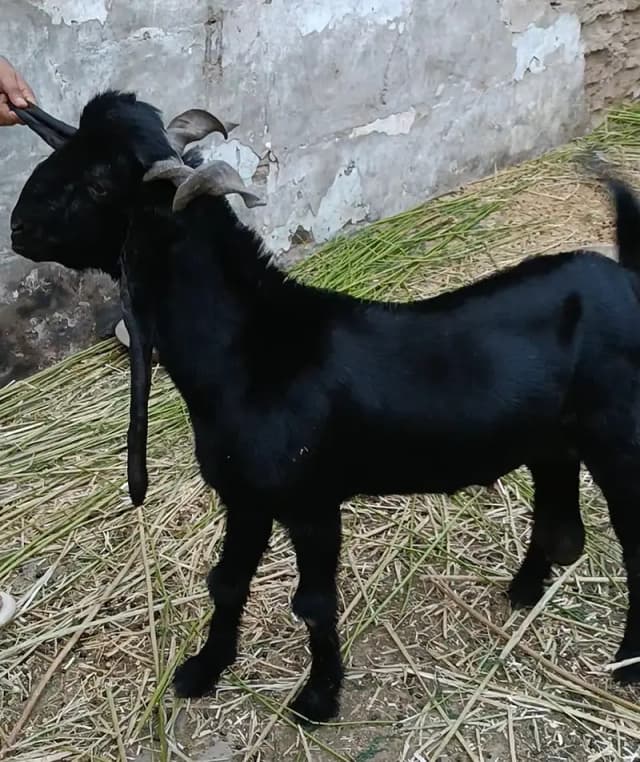 DDP GOAT | Desi Goats | Bakri | بکری | black Bakri | Goat For sale