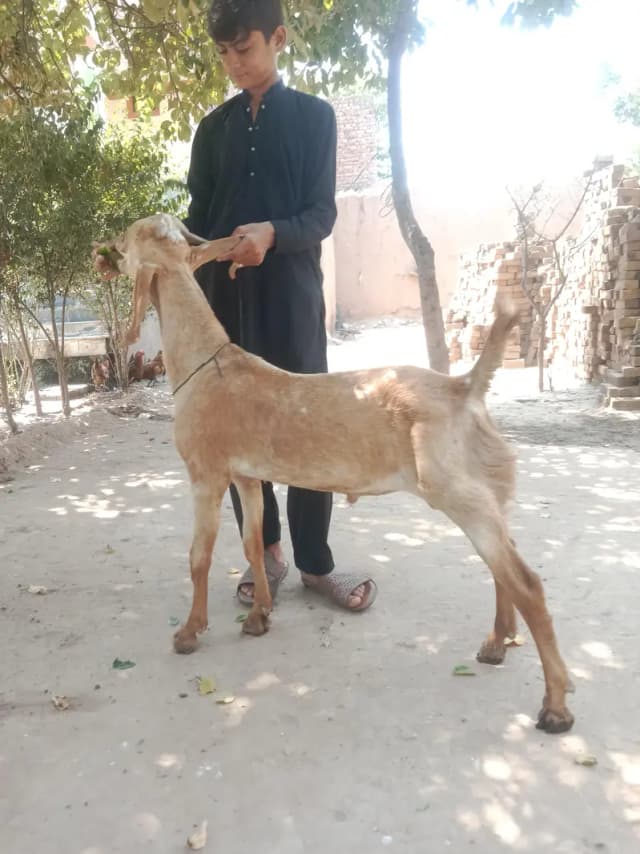 Makhii Chinee