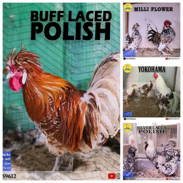 Fancy Breeds Chicks/Polish/Silki/Bentum/Sebright/Buff/Ayam cemani/all