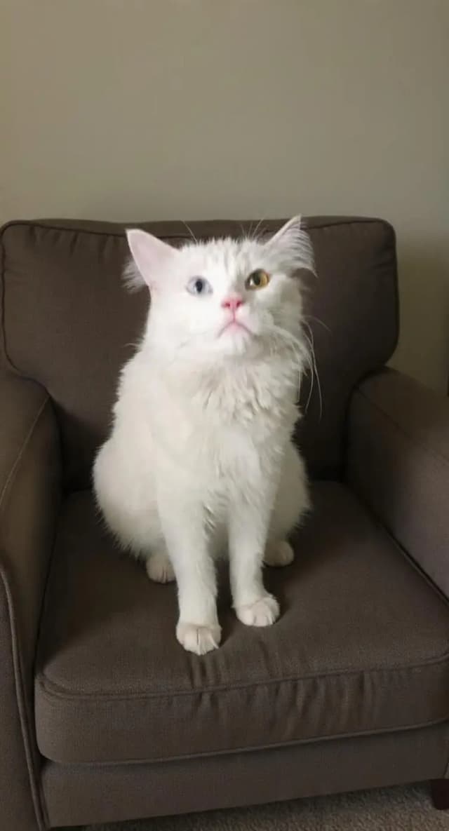 odd ayes female cat for paid adoption in lahore