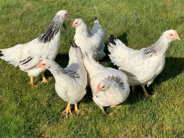 fancy hens / Light Sussex / Golden Buff / Ayam Cemani / fancy chicks