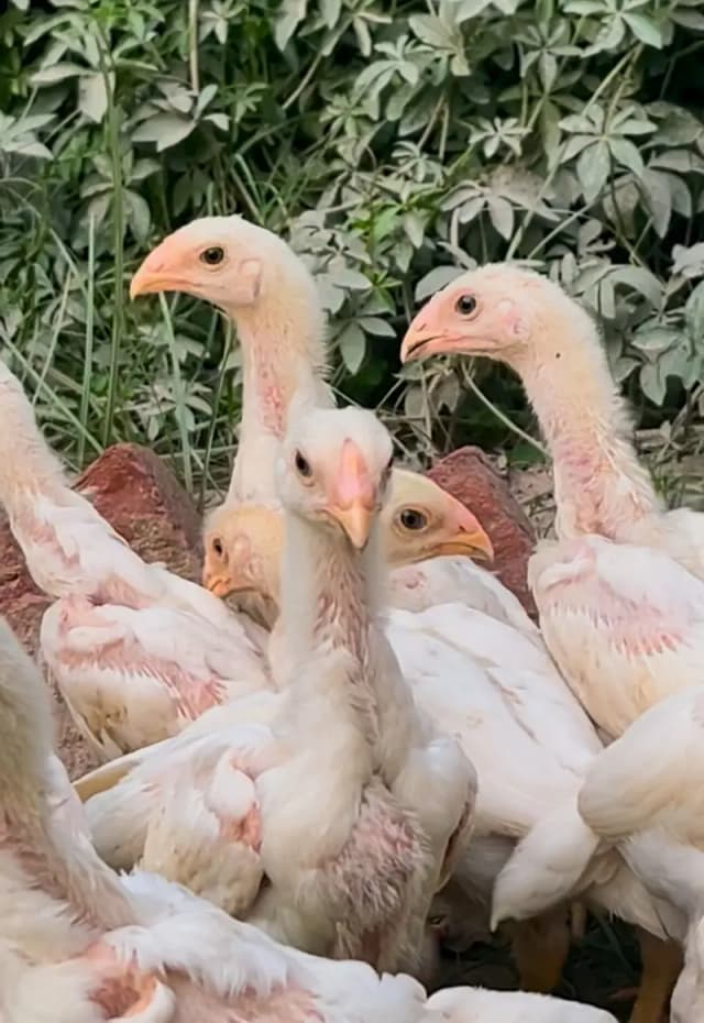 White King Shamo Chicks | Supreme Quality shamo _pure aseel shamo