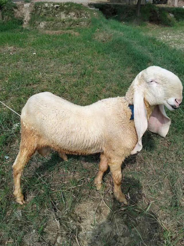 Pure Kajla Chatra For Sale