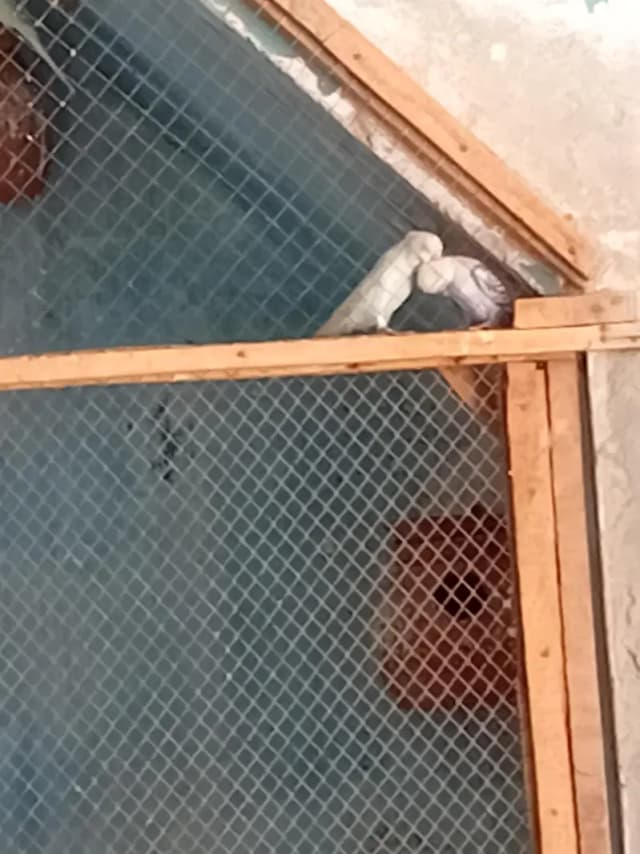 australion parrot breder pair for sale