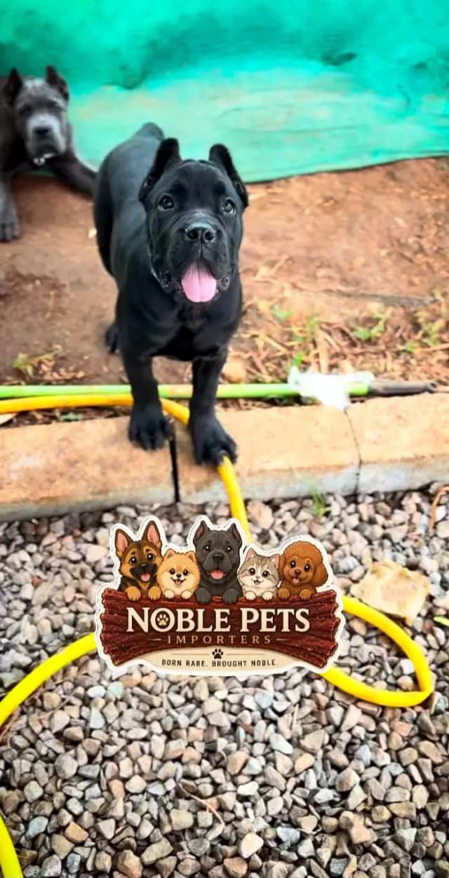 CANE CORSO PEDIGREE PUPPIES AVAILABLE FOR SALE