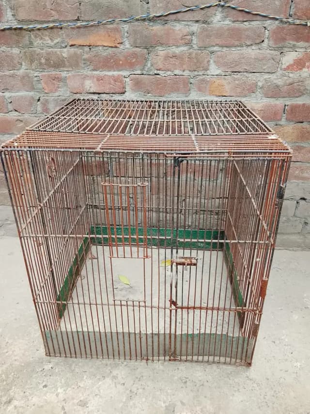 Bird Cage