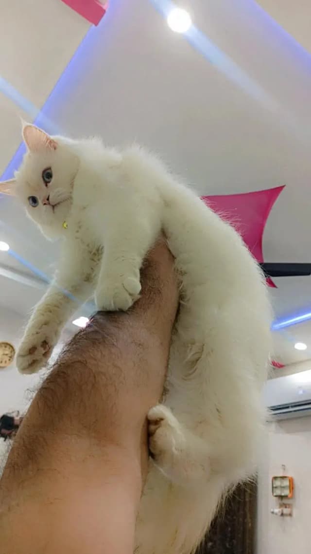Persian cats male and female pair