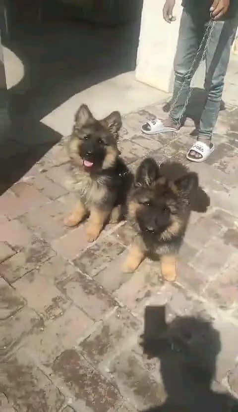 German shepherd | Puppy | GSD | Dog for sale | Whatsapp O32124O54O9