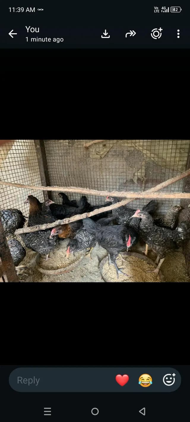 plymouth bantam loman black