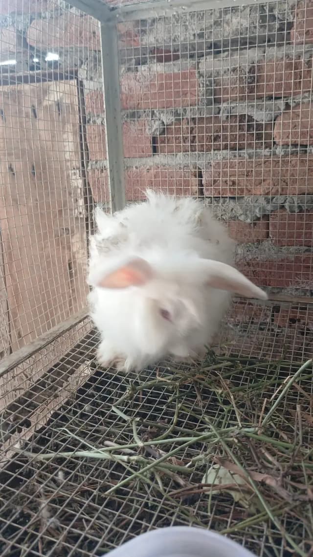 White+brown+black angora