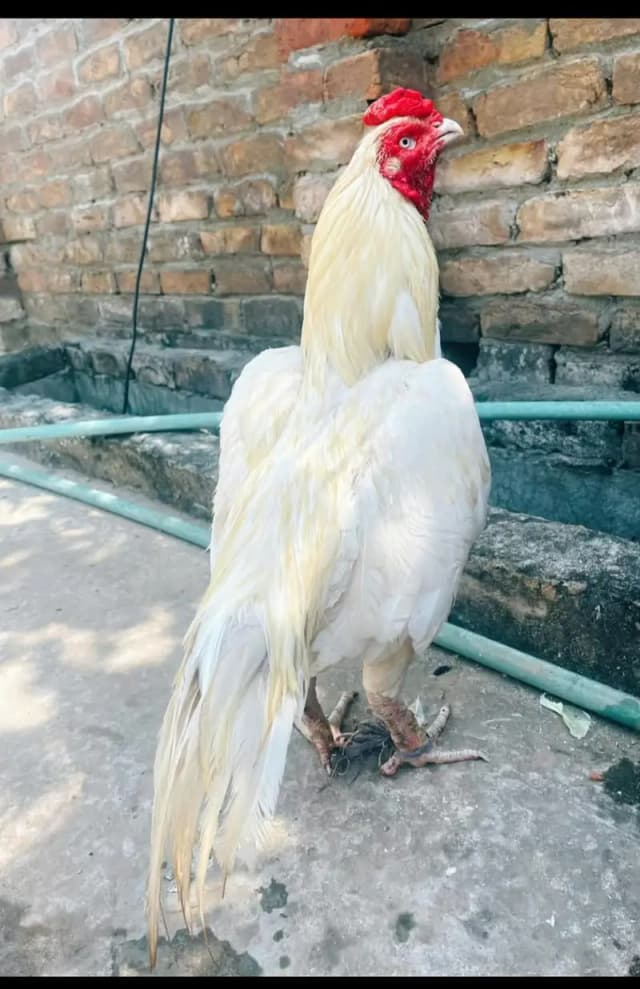 Aseel heera breeder