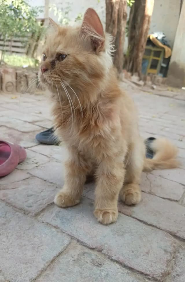 Persian Cat triple coated male