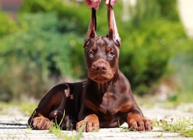 Doberman international pedigree with passport available for booking