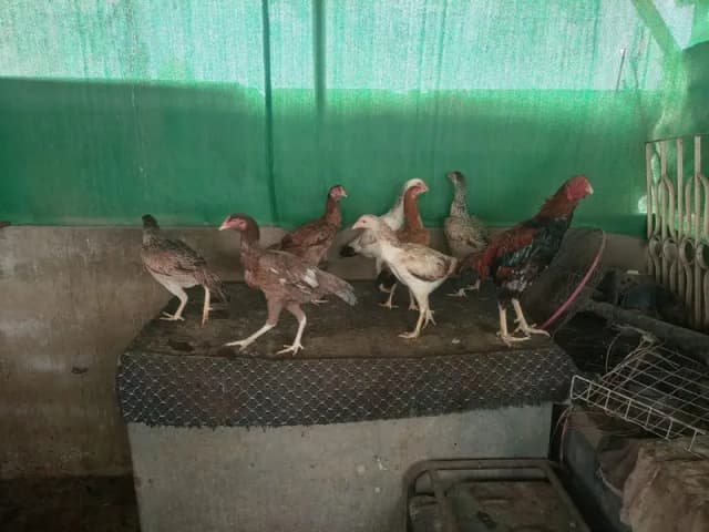 *Aseel Hens For Sale*