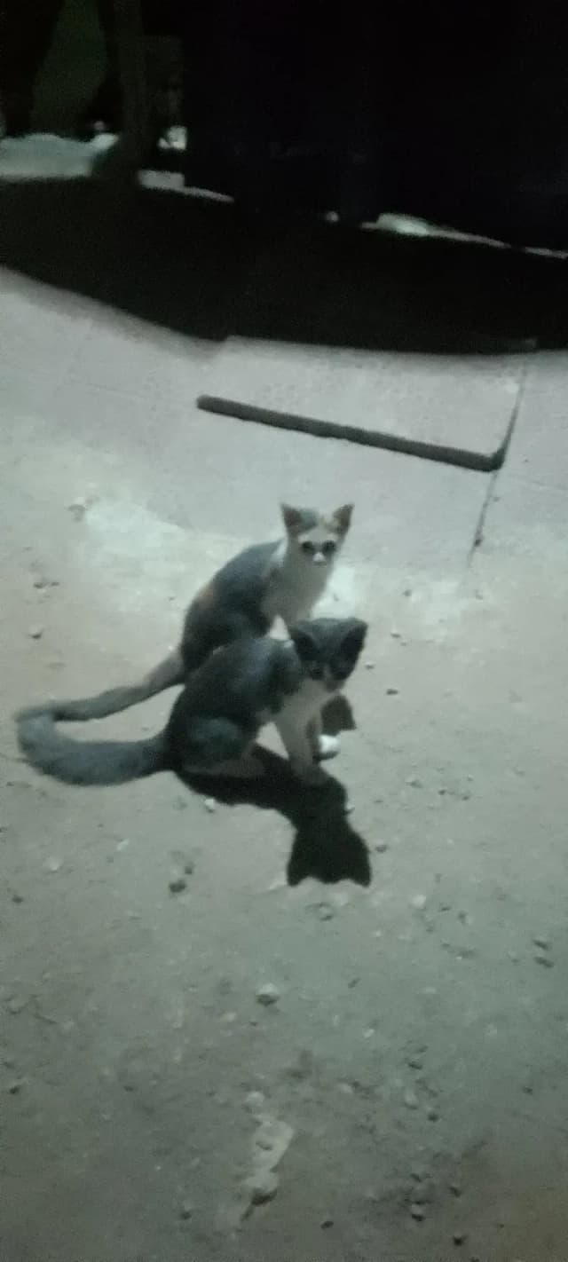 cats for adoption