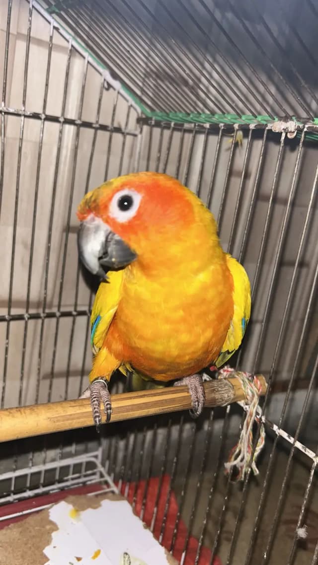 Sun Conure