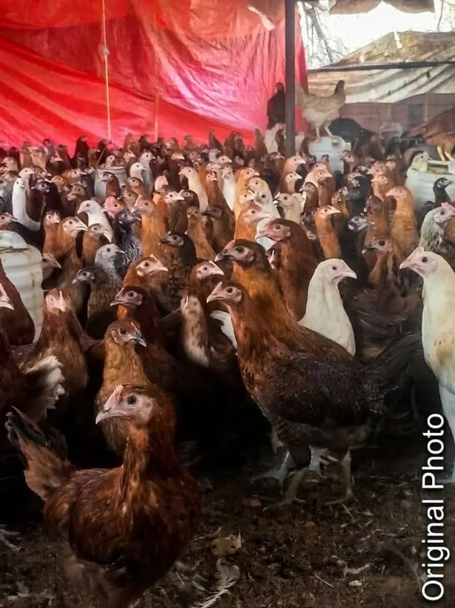 Premium Golden Misri Hens & Pairs – 16Weeks Old | 13-Vaccine Completed