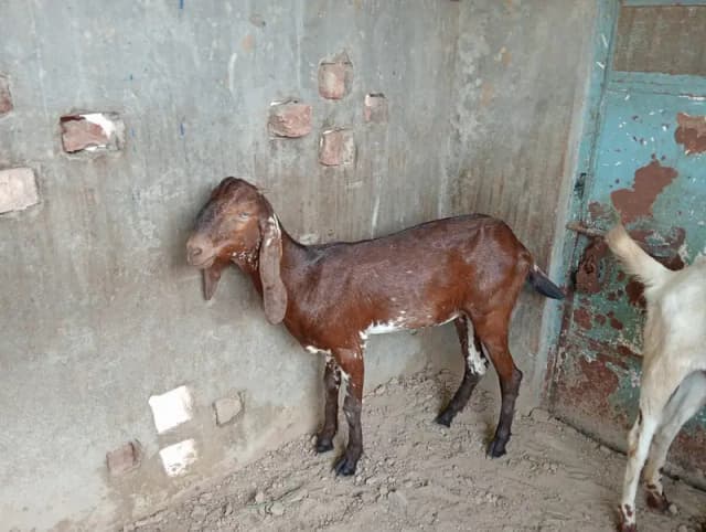 2 Female Desi Goats | 2 Dant | dogli bakri | Home Breed goat