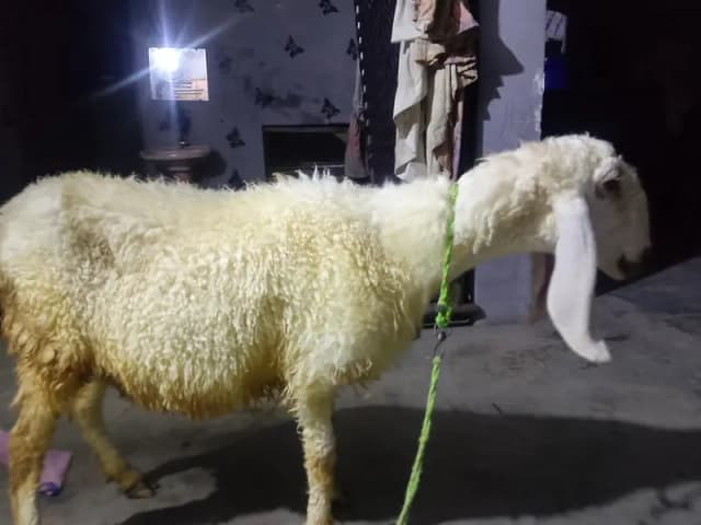 Sindhi kajli from sale