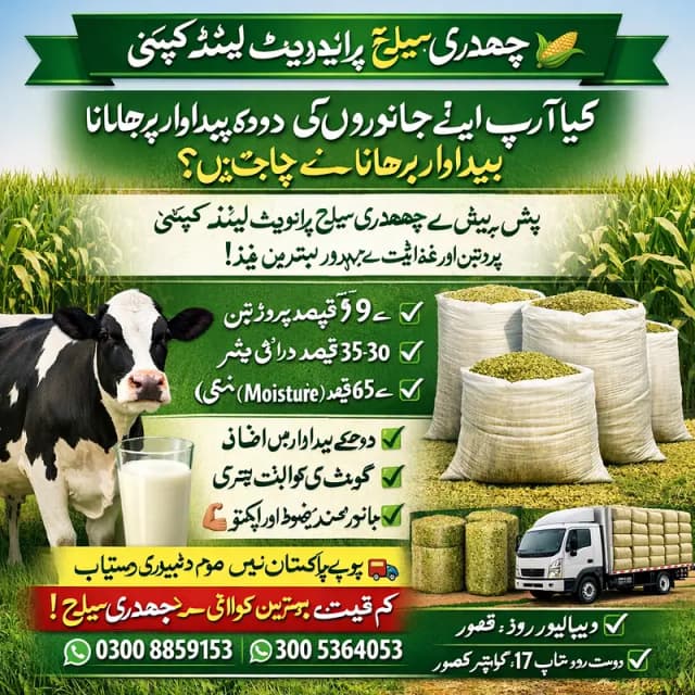 Corn Silage/Maki Silage/Animal Feeds  چوہدری سائیلج