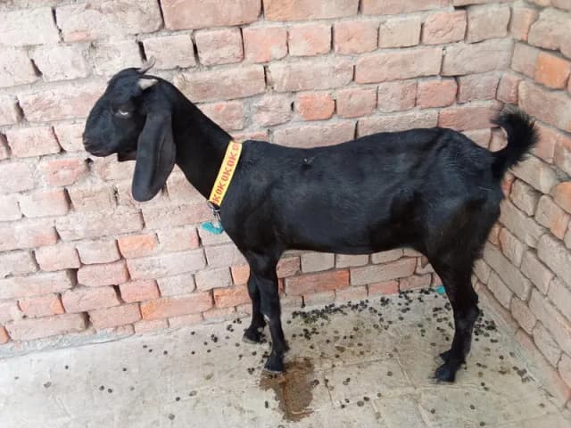 Goat  For Sale
