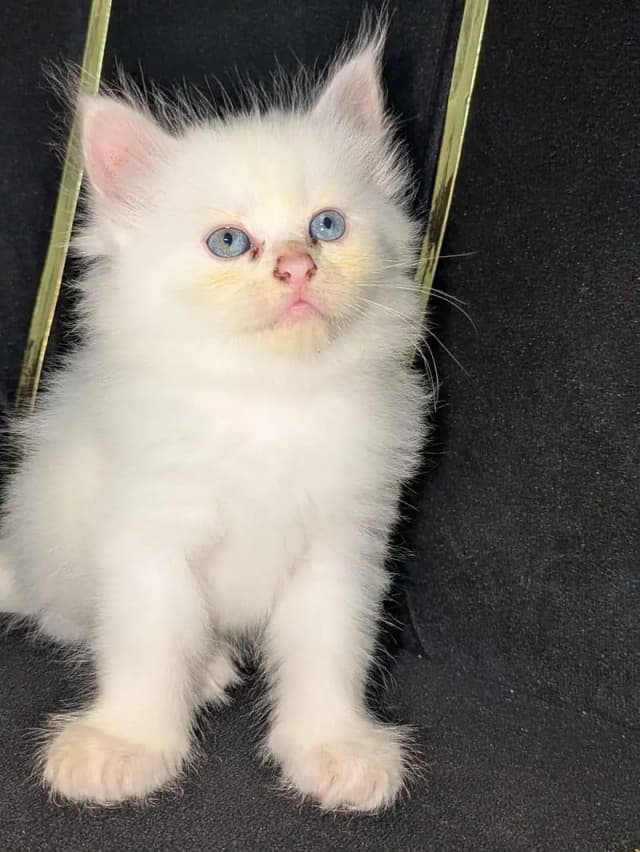 Himalayan Persian bread