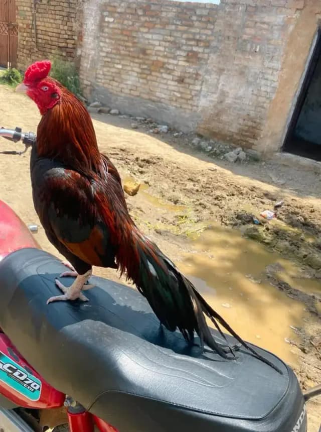 pure mianwali
