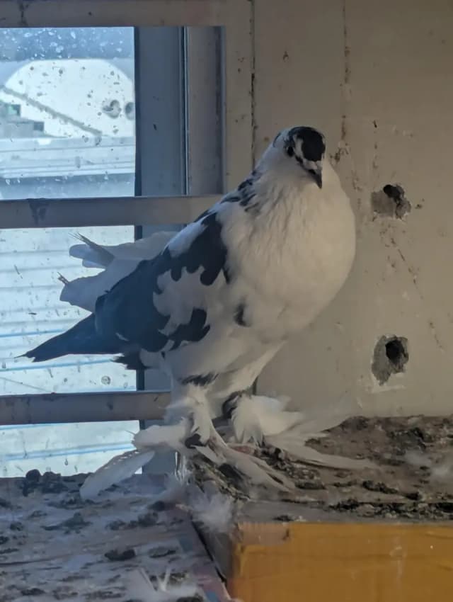 pigeons fancy