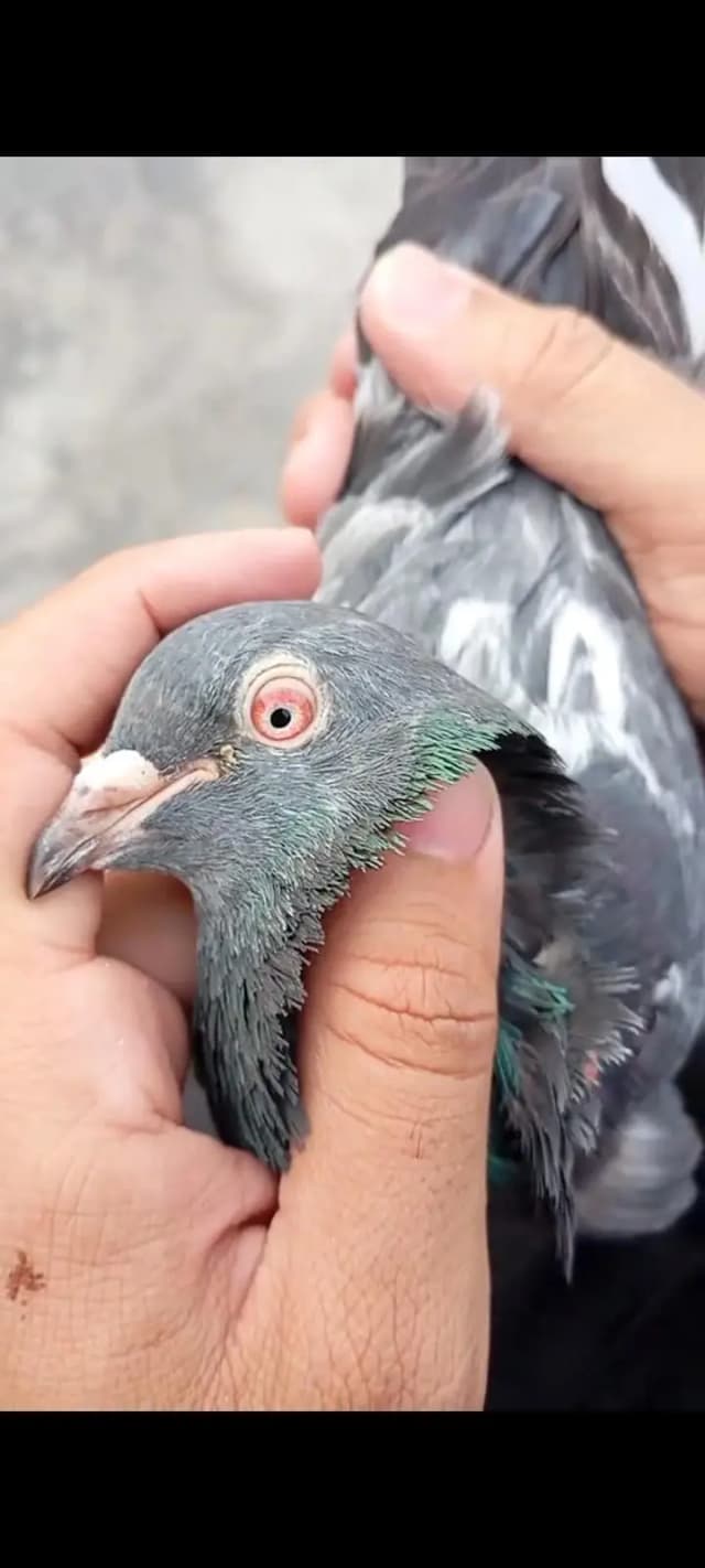 breedar Birds