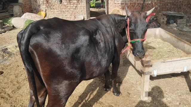 beautiful Friesian Cross Wachy