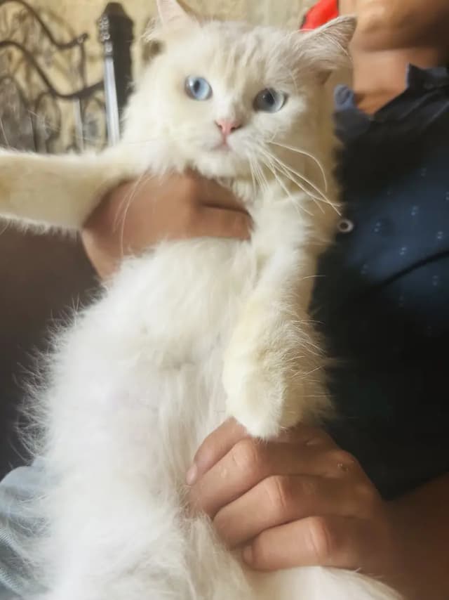 Two beautiful cats sale