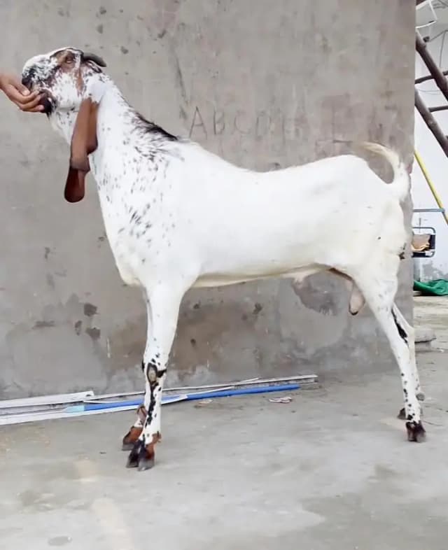 amritsari cheena breeder