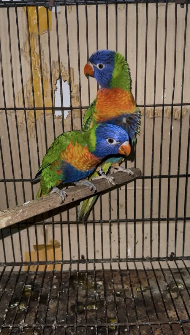 Lories |  Sun conure | pineapple conure read full ad