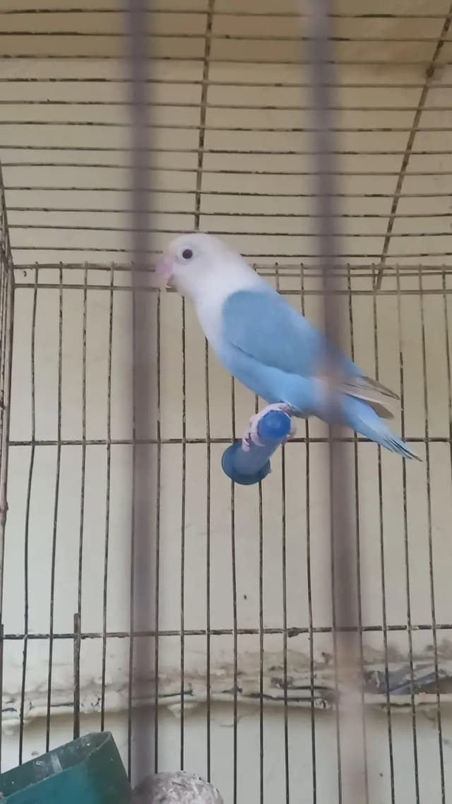 palefallow