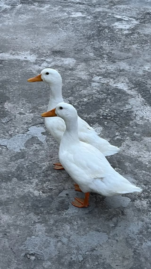 2 Pure white desi young ducks