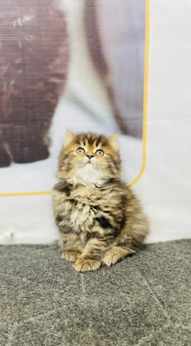 saiberyn Parshion himlyin punch face kittens