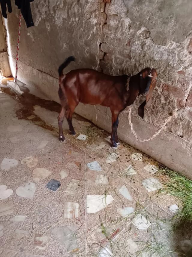 For sale bakra