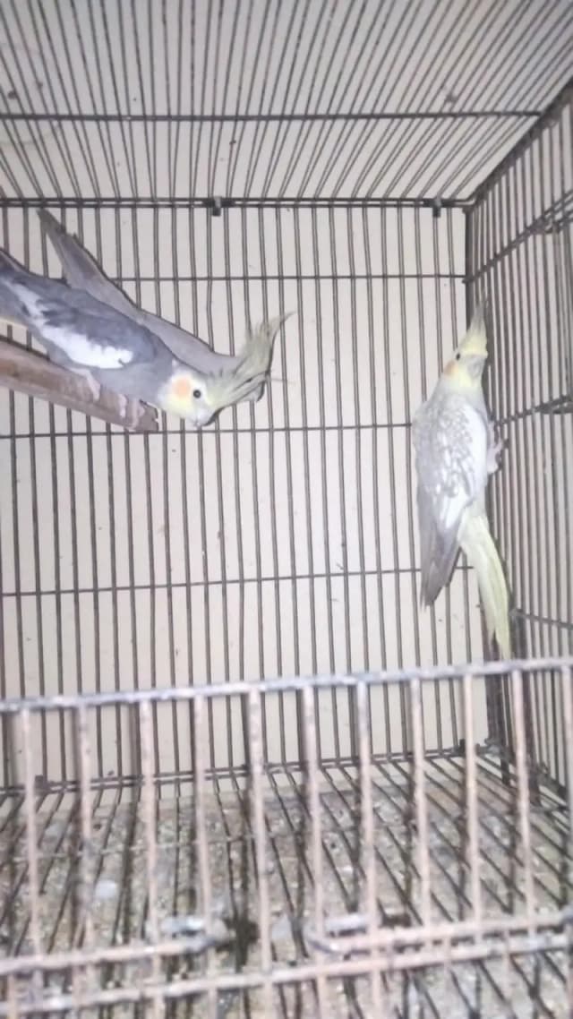 birds for sale