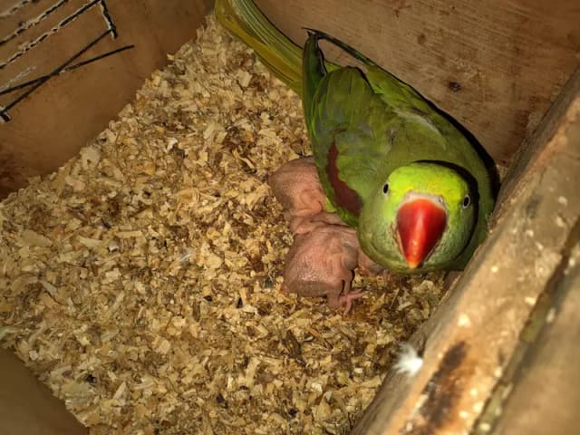 raw female breeder