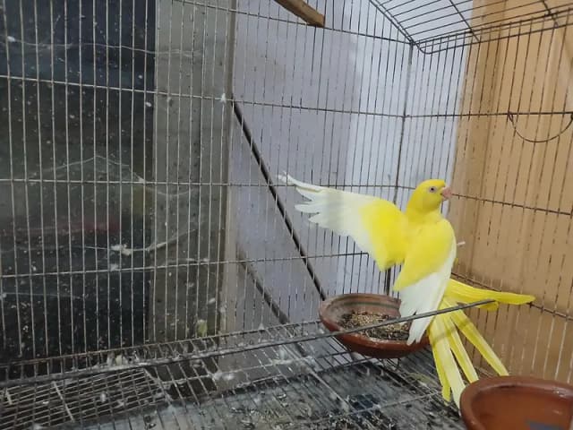 Parrot Female Peela
