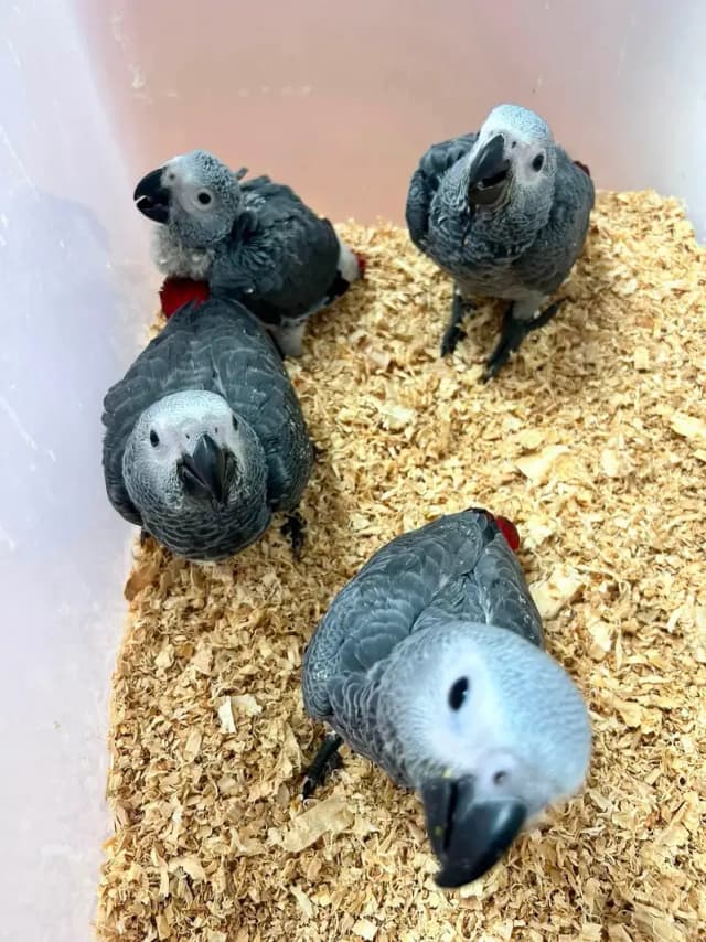African grey parrot chicks for sale 0324/3516/925